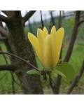 Магнолия гибридная Дафни | Magnolia hybrid Daphne | Магнолія гібридна Дафні